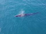 Gewone vinvis zwemt in Noordzee, waar walvis niet vaak levend wordt gezien