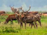 2.000 kilo hertenvlees uit Oostvaardersplassen naar voedselbanken