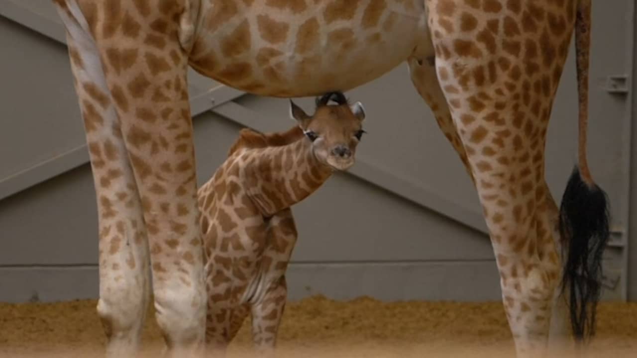 Belgische dierentuin deelt eerste beelden van pasgeboren giraffe
