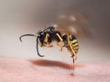 Topzomer voor bestrijdingsdiensten: 'Insecten leveren goeie business op'