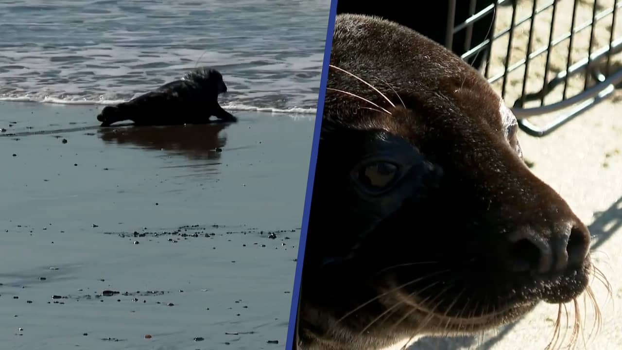Beeld uit video: Geredde zeehondjes worden vrijgelaten op Amerikaans strand