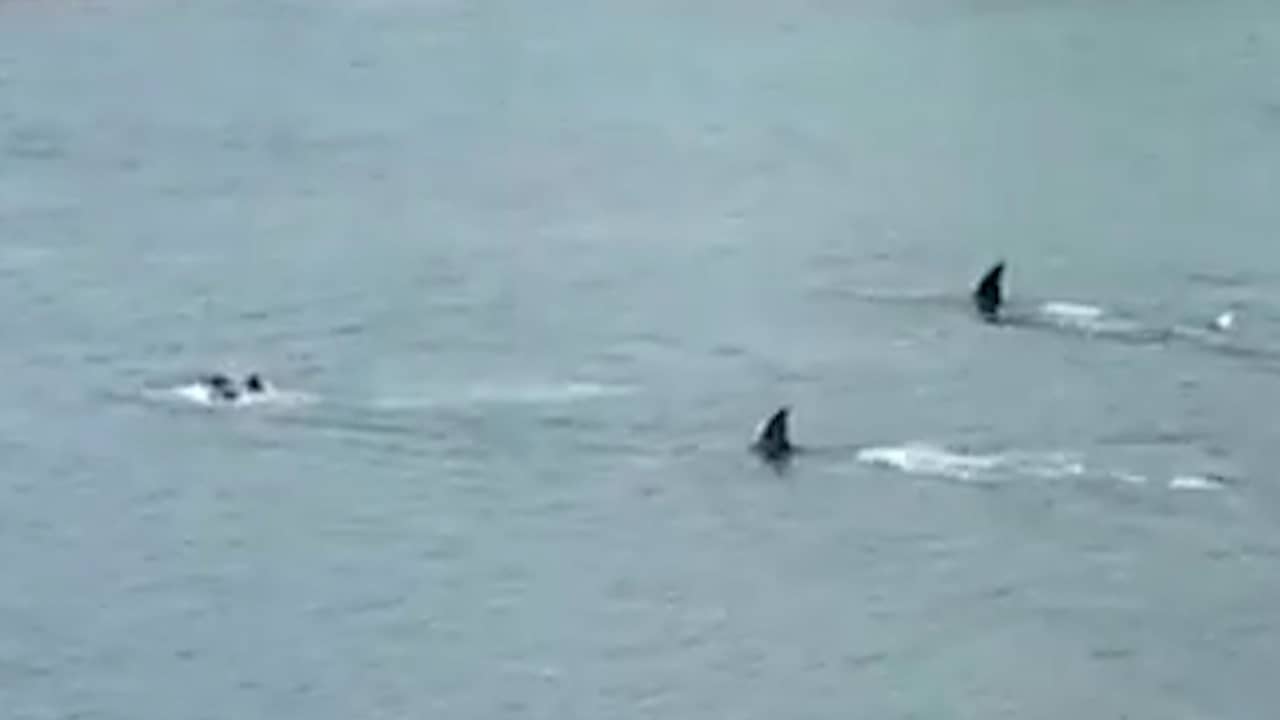 Beeld uit video: Kinderen in Nieuw-Zeeland doodsbang voor naderende orka's