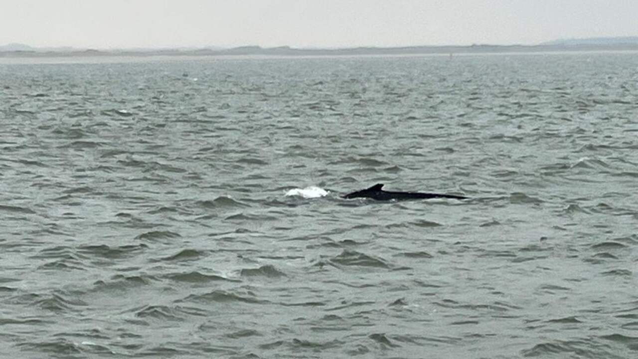 Humpback Whale Spotted in the Wadden Sea: Potential New Resident?