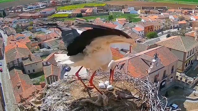 Spaanse ooievaar beschermt eieren tegen zware windstoten