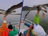 Toeristen in speedboot aaien meevliegende ganzen in China