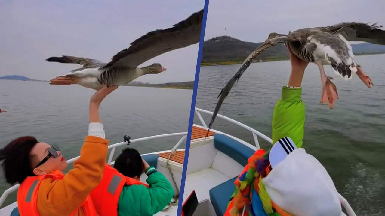 Beeld uit video: Toeristen in speedboot aaien meevliegende ganzen in China
