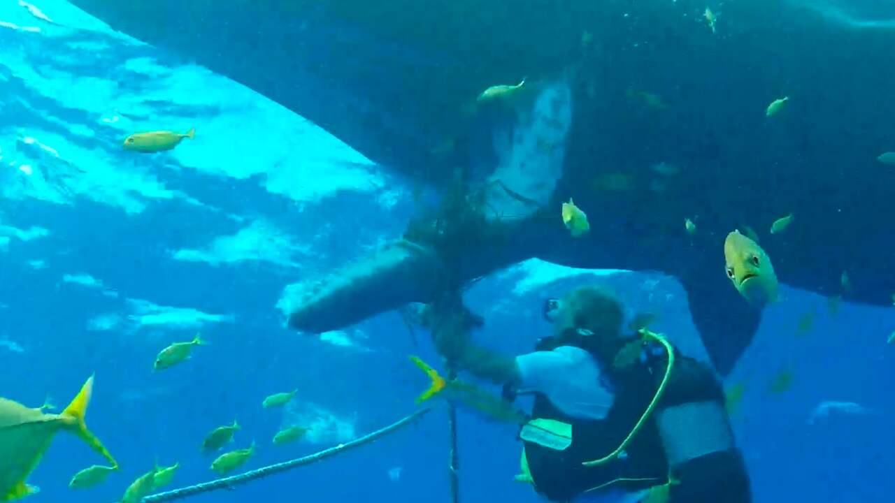 Beeld uit video: Duiker bevrijdt potvis van touwen in Indische Oceaan