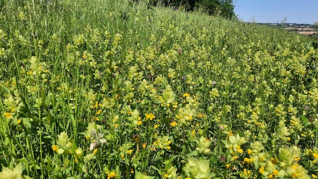 In Zuid-Limburg komen nog relatief bloemrijke graslanden voor, zoals dit veld met ratelaar. Maar ook hier leidt stikstof tot vergrassing en daarmee achteruitgang van bloeiende kruiden.