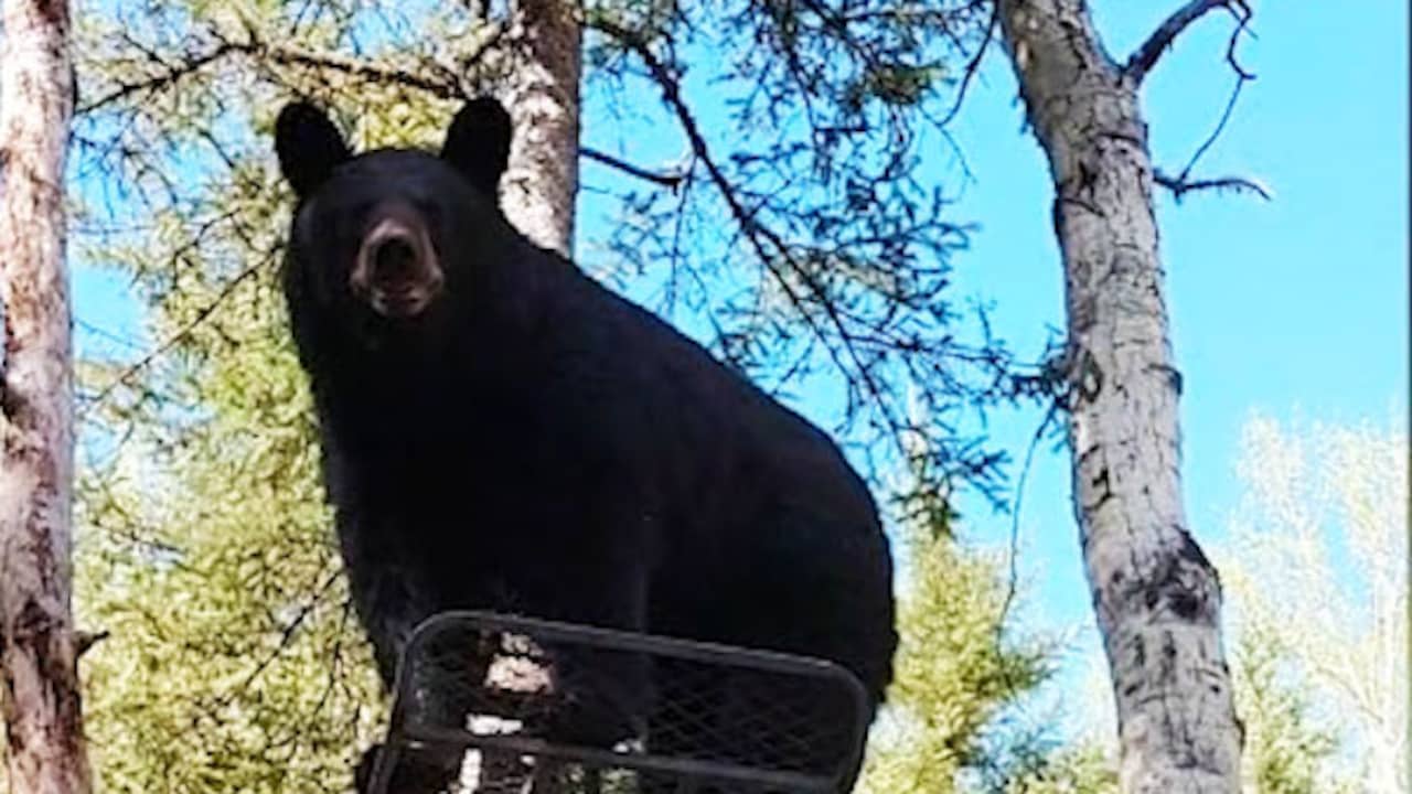 Beeld uit video: Jager drijft beer uit hoogzit in Canada
