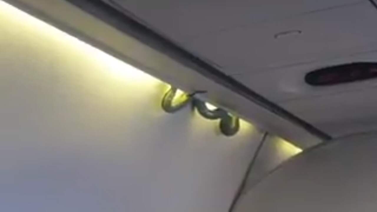Slang bungelt boven hoofden passagiers op vlucht Mexico