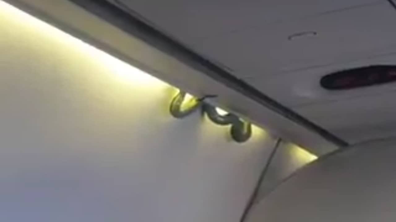 Beeld uit video: Slang bungelt boven hoofden passagiers op vlucht Mexico 