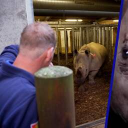 Video | Neushoorn dribbelt half verdoofd naar transportkist in Arnhem
