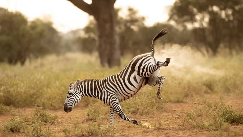 De schetende zebra