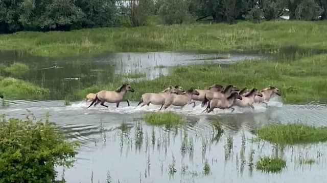 Wilde paarden ravotten in ondergelopen uiterwaarden Nijmegen