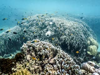 Verbleekt koraal in het Great Barrier Reef