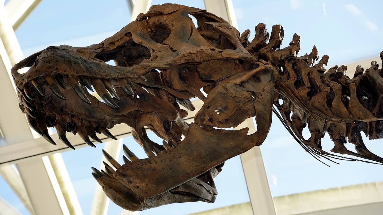 Skelet dinosaurus in museum Oxford door glazen dak | Boek & Cultuur NU.nl