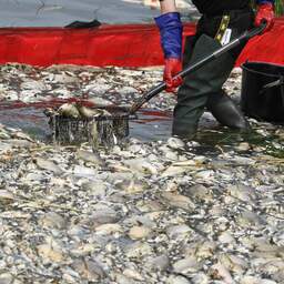 Vissterfte in rivier de Oder kwam door giftige algen volgens Duitse experts
