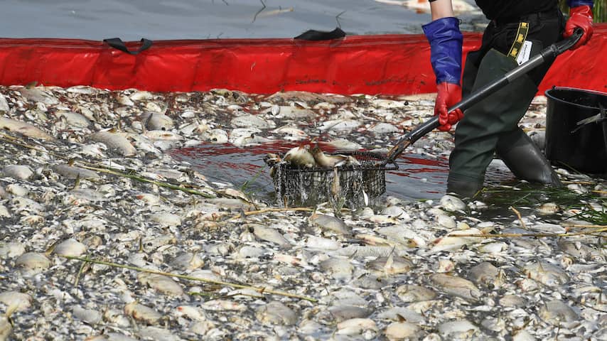 Dode vissen opgeschept uit rivier de Oder