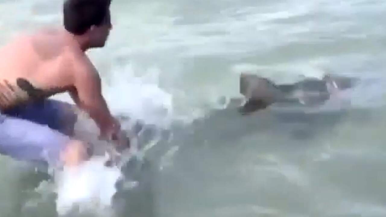 Beeld uit video: Vissers ontdoen haai van touw om kieuwen bij Florida