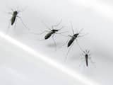 Eerste geval van besmetting met zikavirus in China