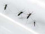 Nog altijd onenigheid in VS over financiering voor aanpak zikavirus