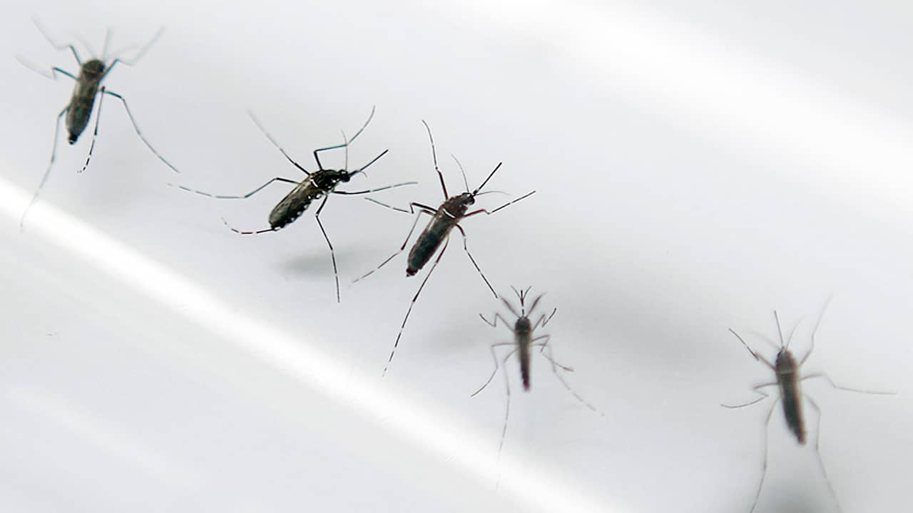 Beeld uit video: Wat is het zikavirus?