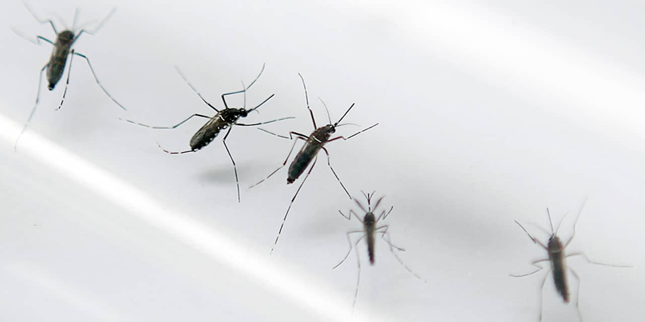 'Wetenschappers vinden zikavirus in speeksel en urine'