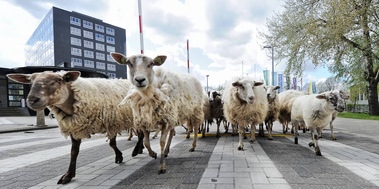 Ruim vijfhonderd schapen trekken dinsdag dwars door Middelburg