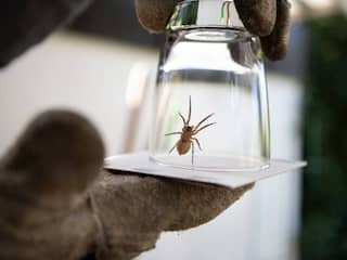 Waarom spinnen buitenhouden bijna niet lukt (en dat helemaal niet erg is)