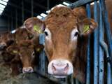 Ontsnapte koe leeft al zes weken in bossen van Lettele