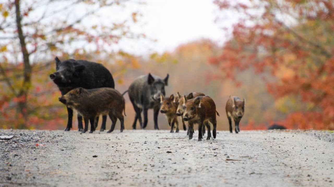 US fears ‘super pig invasion’ from Canada |  distinct