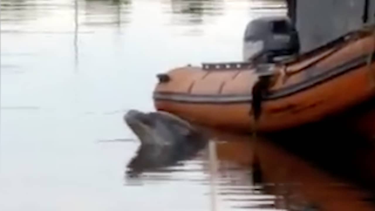 Beeld uit video: Nieuwe beelden van een dolfijn in Amsterdamse haven