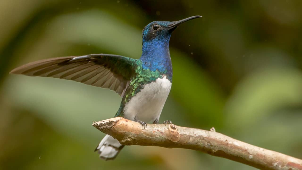 Drones and fans may be quieter due to research on hummingbirds |  NOW