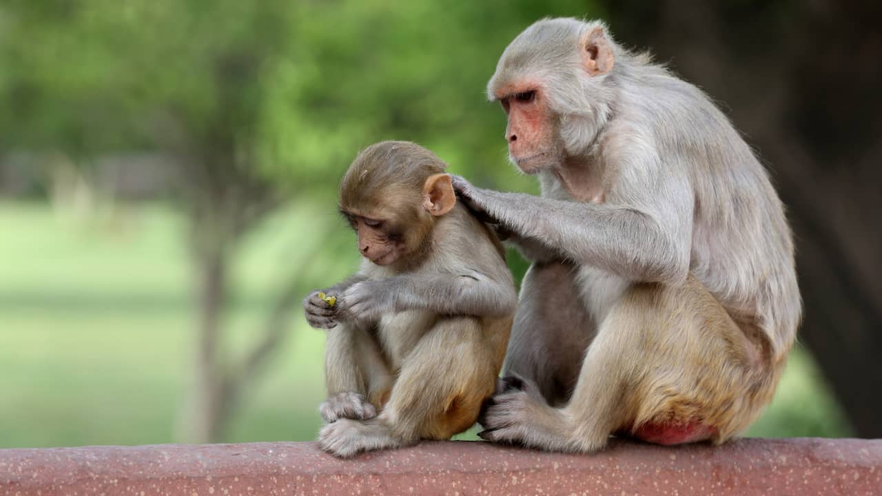 Monkeys can weigh the pros and cons when making tough decisions. |  the animals