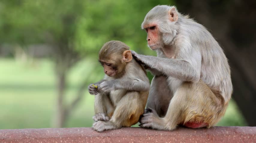 Apen kunnen voor- en nadelen afwegen bij het nemen van moeilijke beslissingen