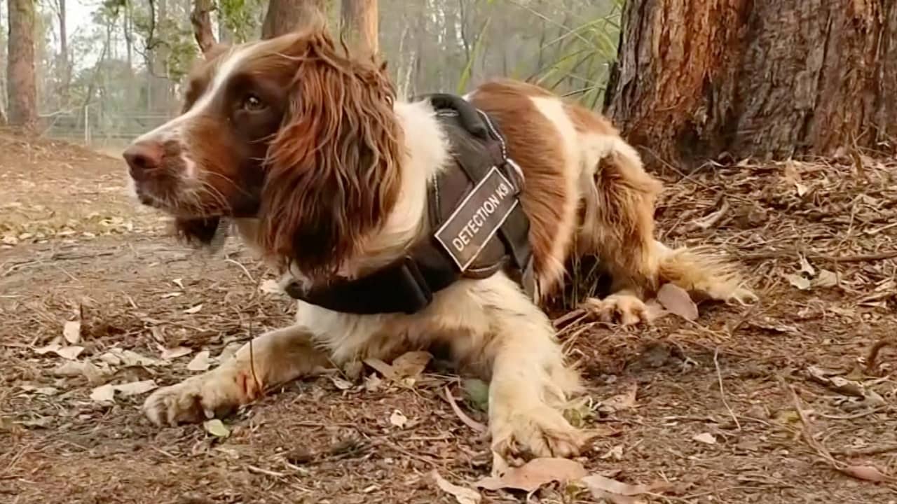 Australische hond spoort koala's op in verbrande gebieden