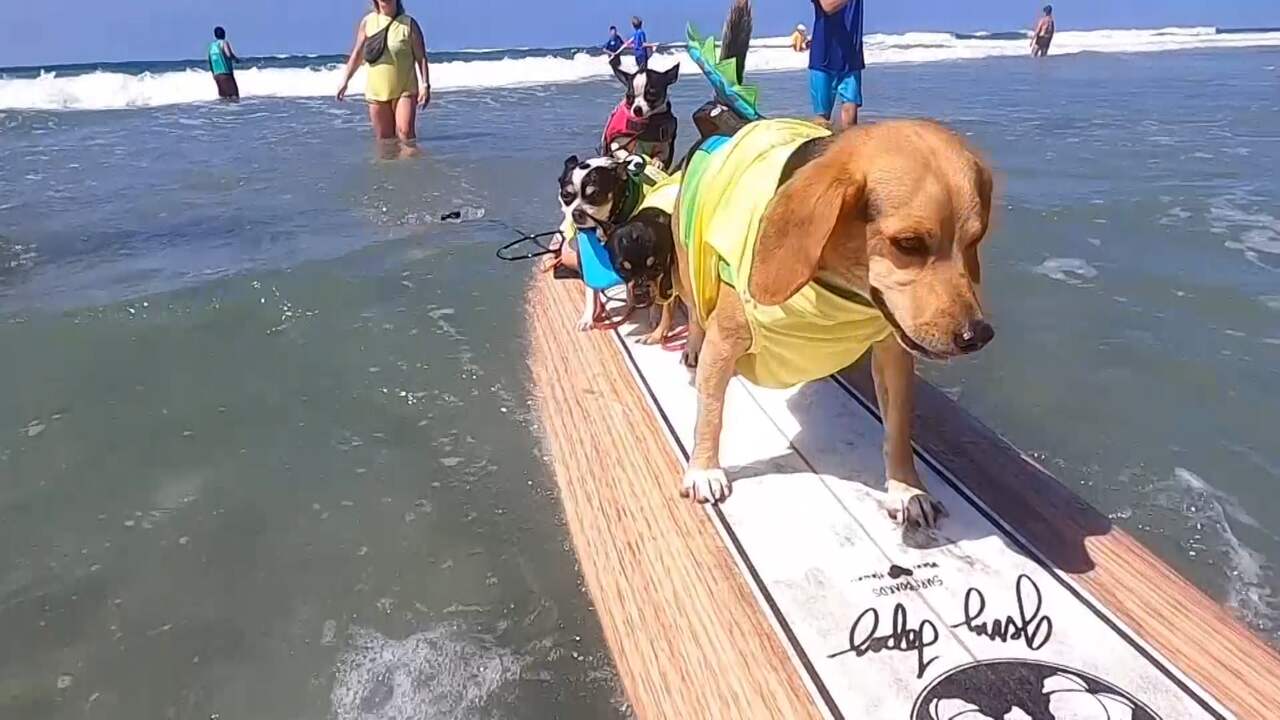 Beeld uit video: Honden halen met surfboardskills geld op voor goede doel