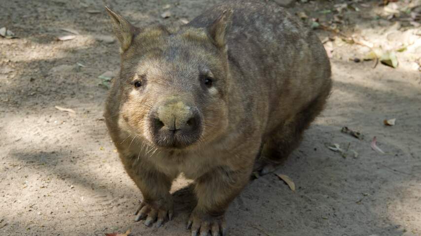 Reuzenwombats in Australië migreerden honderden kilometers per jaar