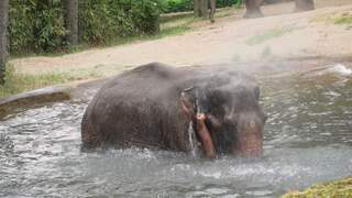 Olifant in Burgers' Zoo geniet van verkoelend bad