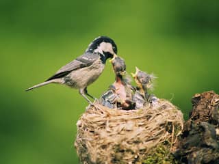 Hard zingende vogels in mei: mooi, maar waarom beginnen ze zo vroeg?