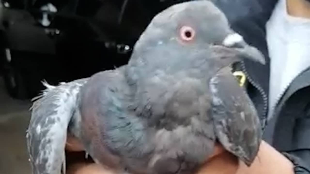 Beeld uit video: Peruaanse politie vangt smokkelende duif met 30 gram cannabis