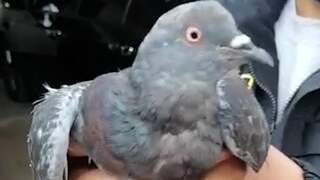 Peruaanse politie vangt smokkelende duif met 30 gram cannabis
