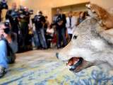 Na DNA-onderzoek concluderen de onderzoekers dat het om een raszuivere wolf gaat. Het dier is waarschijnlijk afkomstig uit de streek van de Russische grens, tussen de Baltische staten en Griekenland.