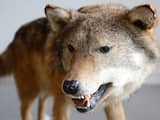 De wolf die 4 juli in Luttelgeest werd aangetroffen is hoogstwaarschijnlijk afkomstig uit Oost-Europa en zelfstandig naar Nederland gekomen.