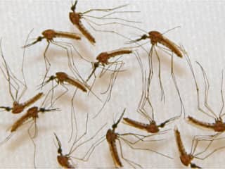 Experiment met 'transgene muggenplaag' tegen dengue