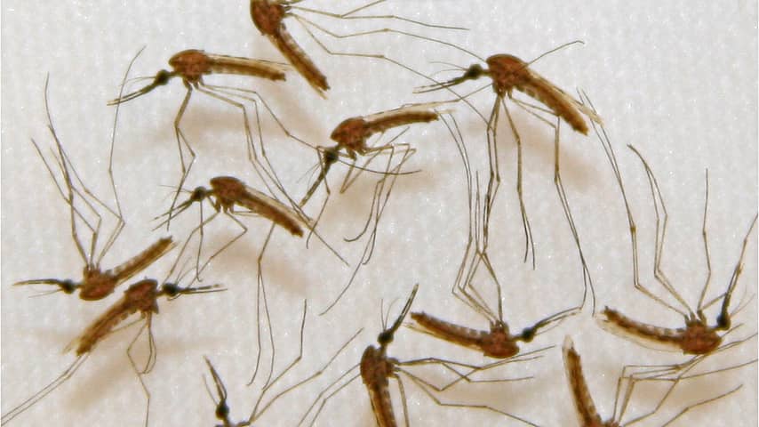 Malariamuggen zijn te 'temmen' met lichtbehandeling 