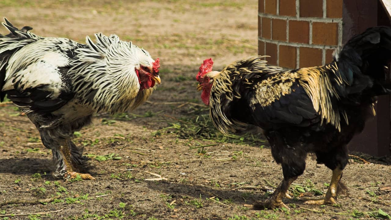 Indian man killed by cockfight by own cock |  NOW