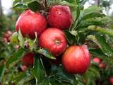 Klimaatverandering maakte appels zoeter en zachter