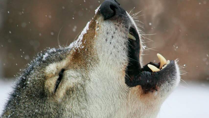 wolf