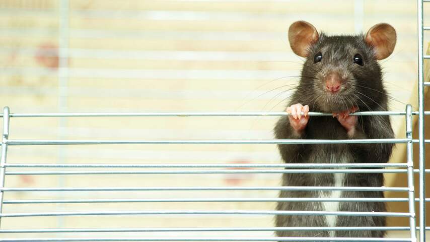 rat ratten